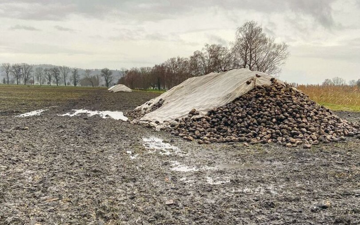 In der Westschweiz ist die Ernte grösstenteils abgeschlossen – in der Deutschschweiz tut man sich schwer. Die Bedingungen sind schlecht und die Logistik kommt an ihre Grenzen.