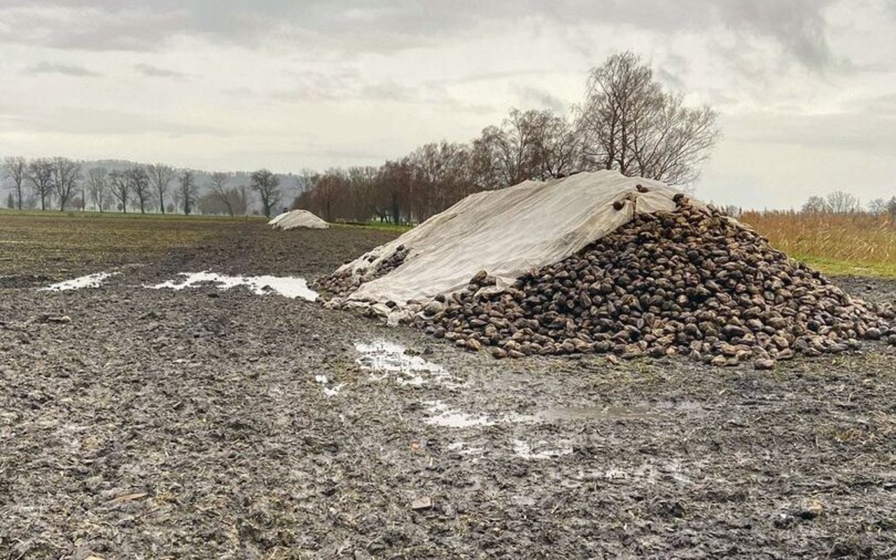 In der Westschweiz ist die Ernte grösstenteils abgeschlossen – in der Deutschschweiz tut man sich schwer. Die Bedingungen sind schlecht und die Logistik kommt an ihre Grenzen.