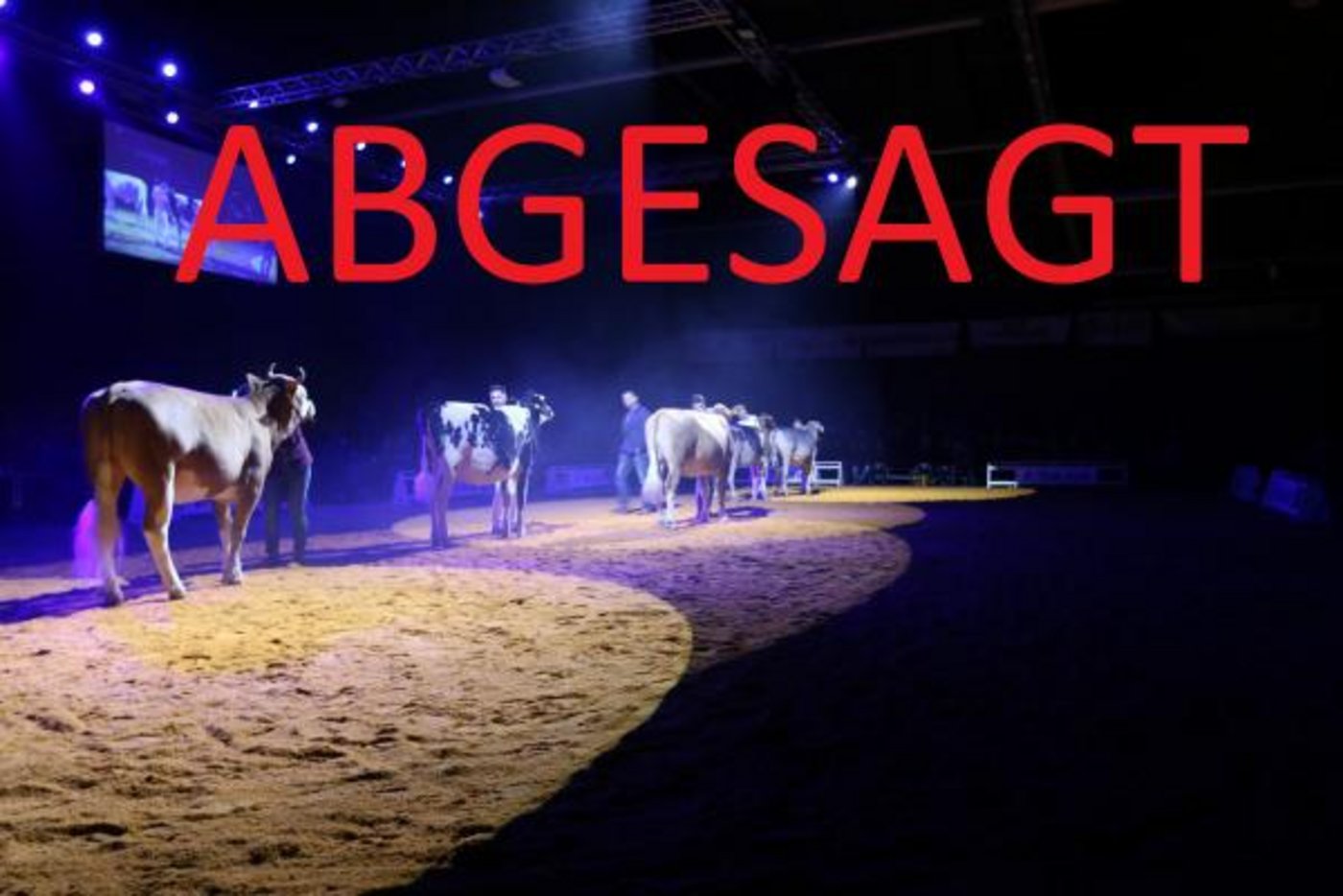 In diesem Jahr findet die Berner Junior Expo in Thun nicht statt. (Bild Berner Jungzüchter)