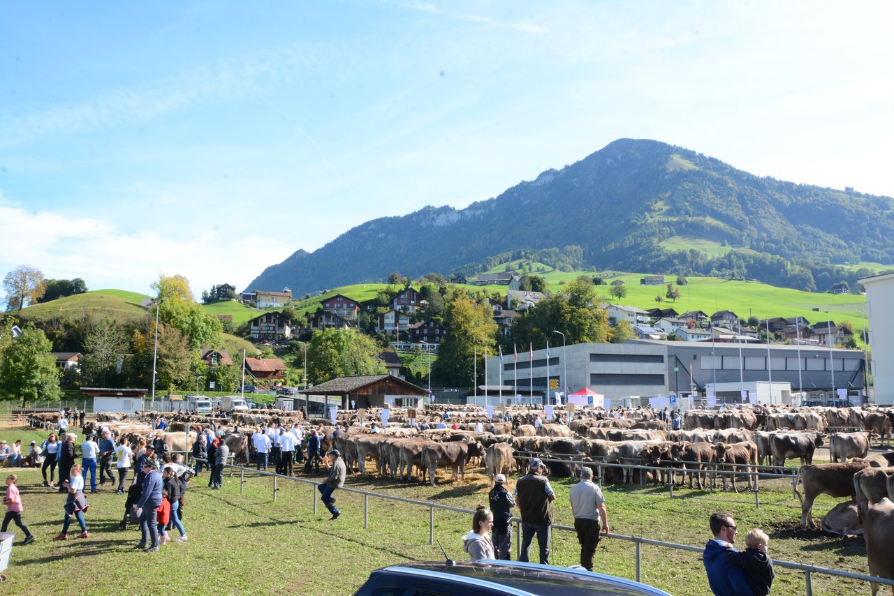 631 Tiere wurden auf dem Schauplatz Wil in Oberdorf aufgeführt.