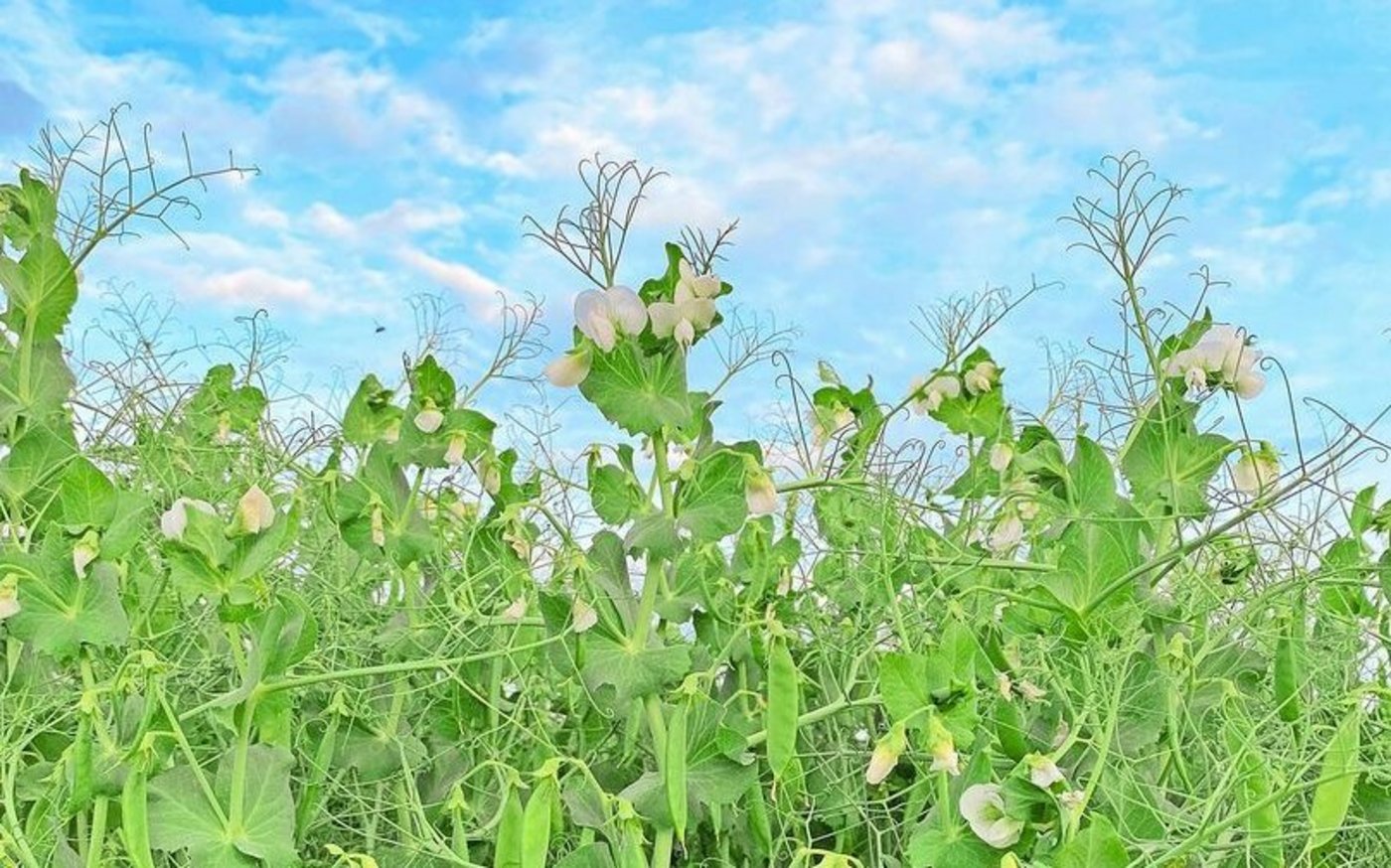 Eiweisspflanzen für den Teller sind ein wachsender Markt, den der Schweizer Bauernverband unterstützen möchte.