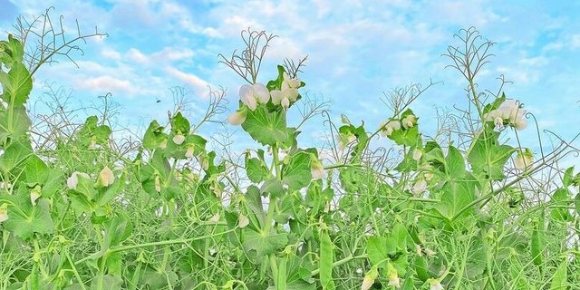 Eiweisspflanzen für den Teller sind ein wachsender Markt, den der Schweizer Bauernverband unterstützen möchte.