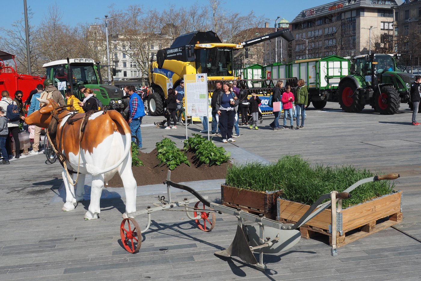 Reminiszenz aus früheren Jahren: Eine Kuh als Zugtier für einen Pflug.