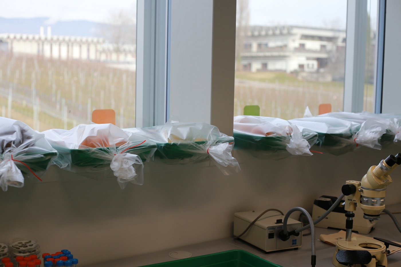 In den mit Platsik verdeckten Boxen auf dem Fenstersims wachsen auf dem Obst und Gemüse von Zulieferern Schimmelpilz, die dem Team Aufschluss geben über die bisher eingesetzten Pestizide.