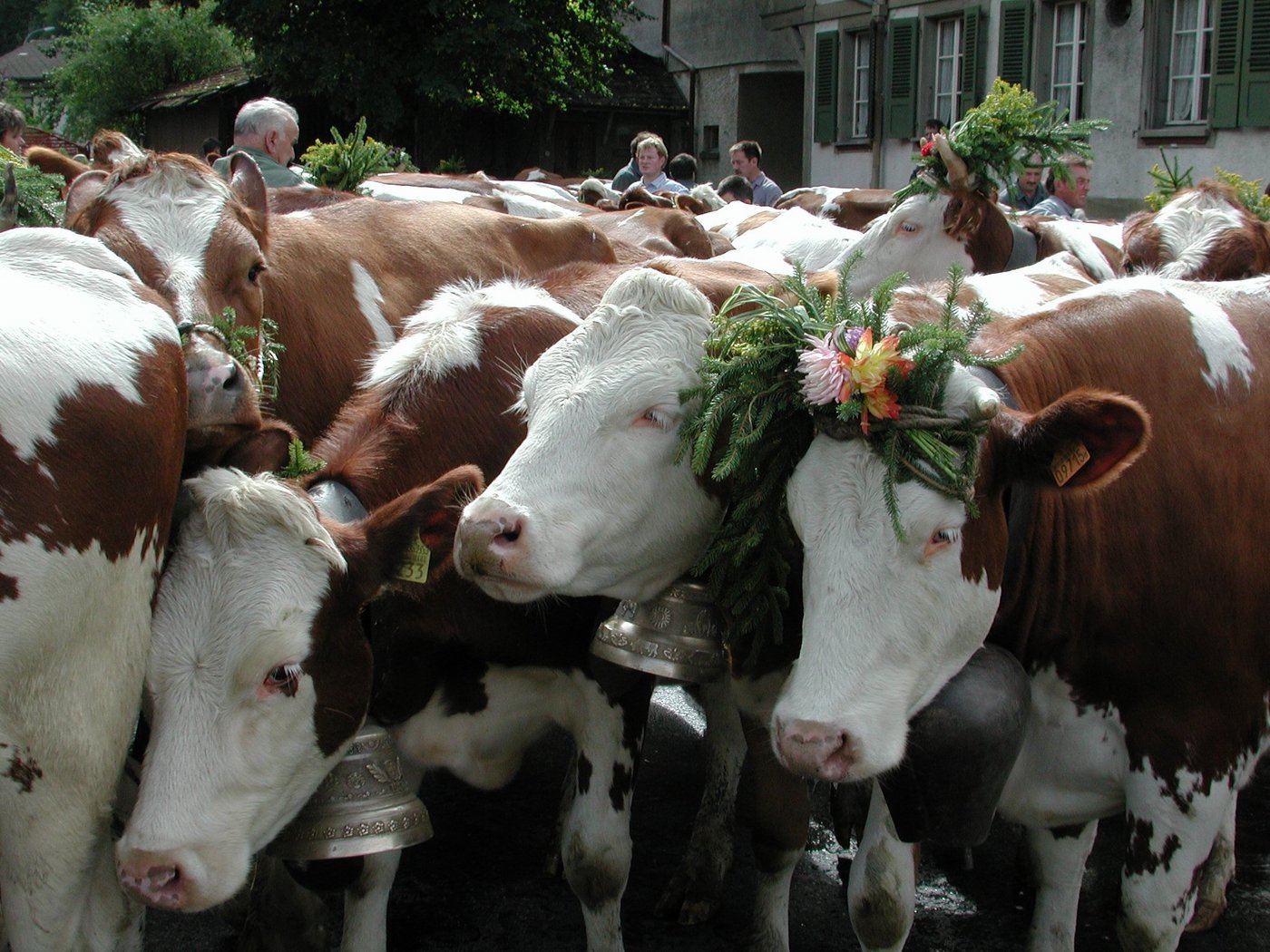 Aufgrund der unsicheren Corona-Lage werden die drei Freiburger Alpabzüge abgesagt. (Bild BauZ)
