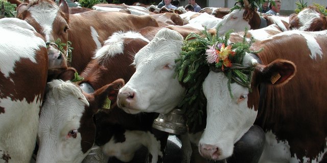 Aufgrund der unsicheren Corona-Lage werden die drei Freiburger Alpabzüge abgesagt. (Bild BauZ)