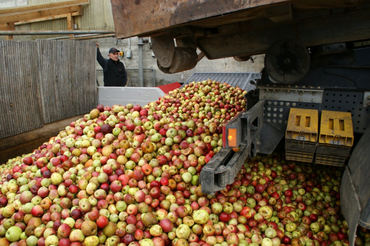 Für die Herstellung von einem Liter Obstsaft werden rund 1.3 Kilogramm Obst benötigt. (Bild lid/ji)