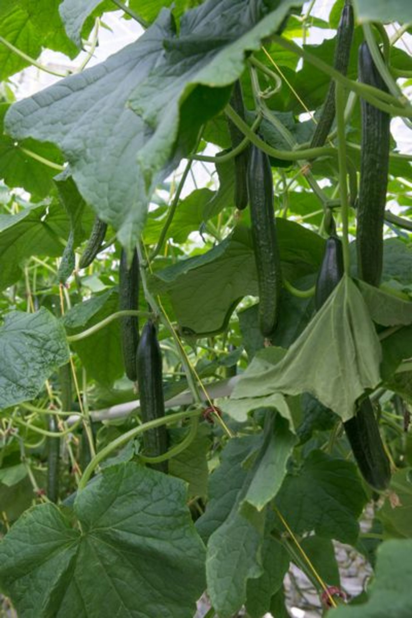 Die Gurken in Hinwil gelten als CO2-neutral produziert. 