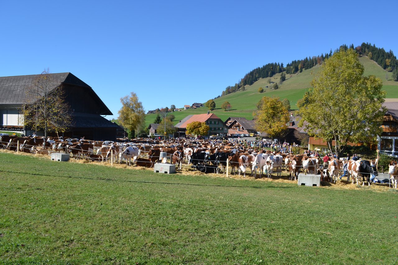 Mit über 400 Tieren wohl der grösse Viehschauplatz diesen Herbst im Kanton Bern.