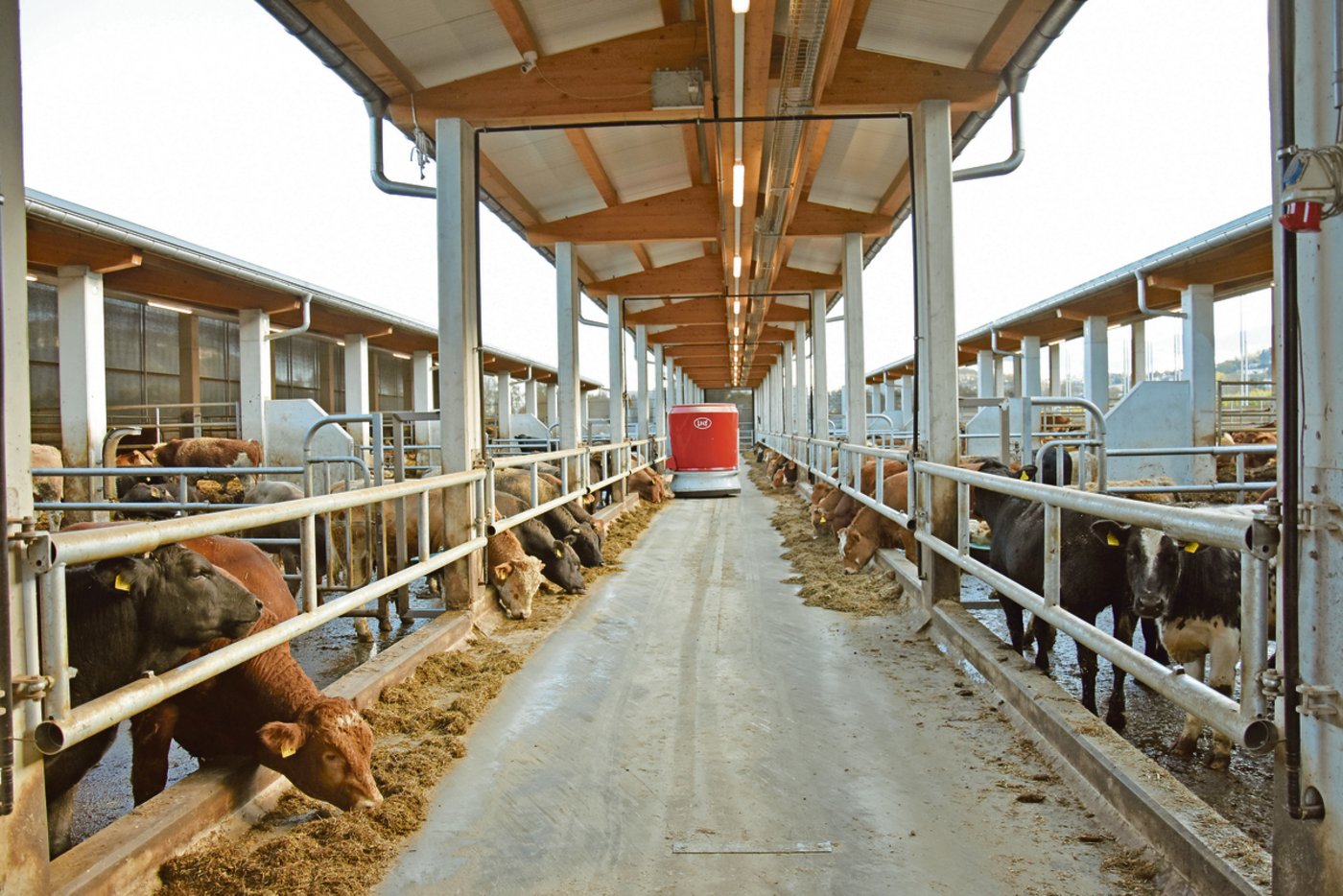 Der Futterroboter ist nur ein Teil der Automatisierung des Stalles. Er mischt pro Tag 4500 kg Futter und legt dieses portioniert ab. 