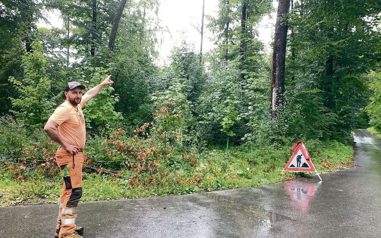 Hanspeter Kretz weist auf Gefahren entlang von Wegen im Wald hin: Er zeigt auf eine schräg stehende kleine Buche und eine geschwächte grosse Buche. 