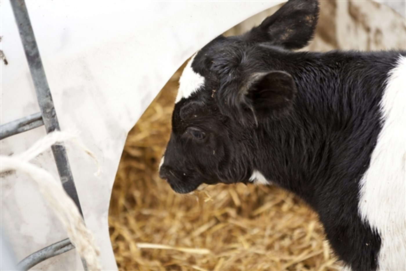 Tränkekälber sind gesucht und entsprechend teuer. (Bild Harald Schottner / pixelio.de) 