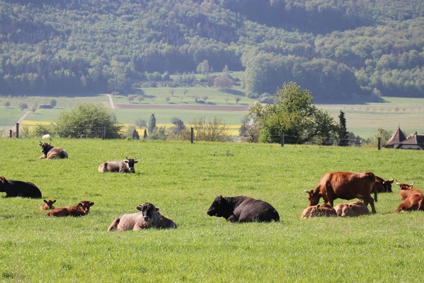 Die Schweiz ist ein typisches Kuhland. (Bild Ruth Aerni)
