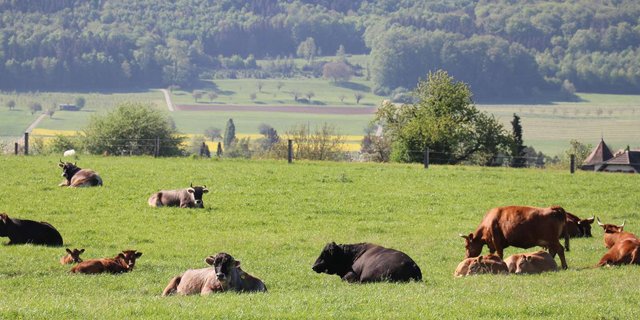 Die Schweiz ist ein typisches Kuhland. (Bild Ruth Aerni)