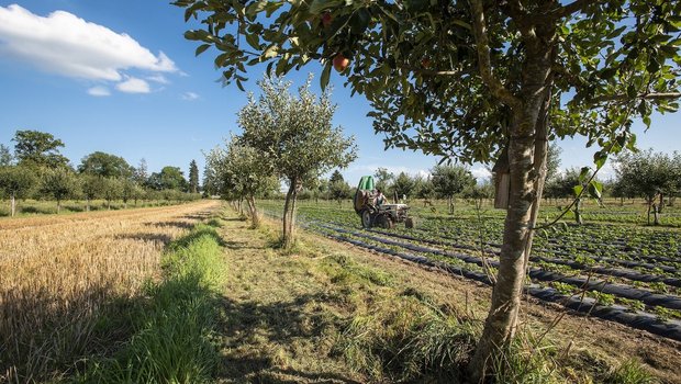 Die Agroforstwirtschaft kann Umwelt-Defizite der Landwirtschaft ausgleichen.