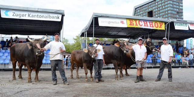 Die Mister und Junior Mister des Zuchtstierenmarkt Zug 2017.