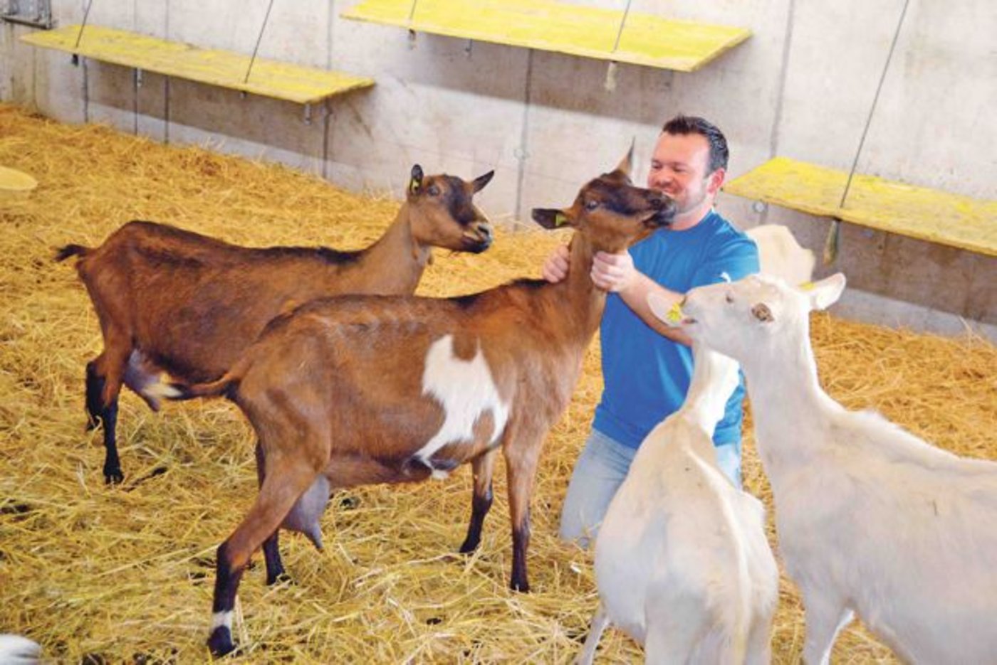 Im Ziegenstall sind zurzeit 70 Muttertiere untergebracht. Es hätte aber Platz für 150 Tiere. (Bild Peter Fankhauser)