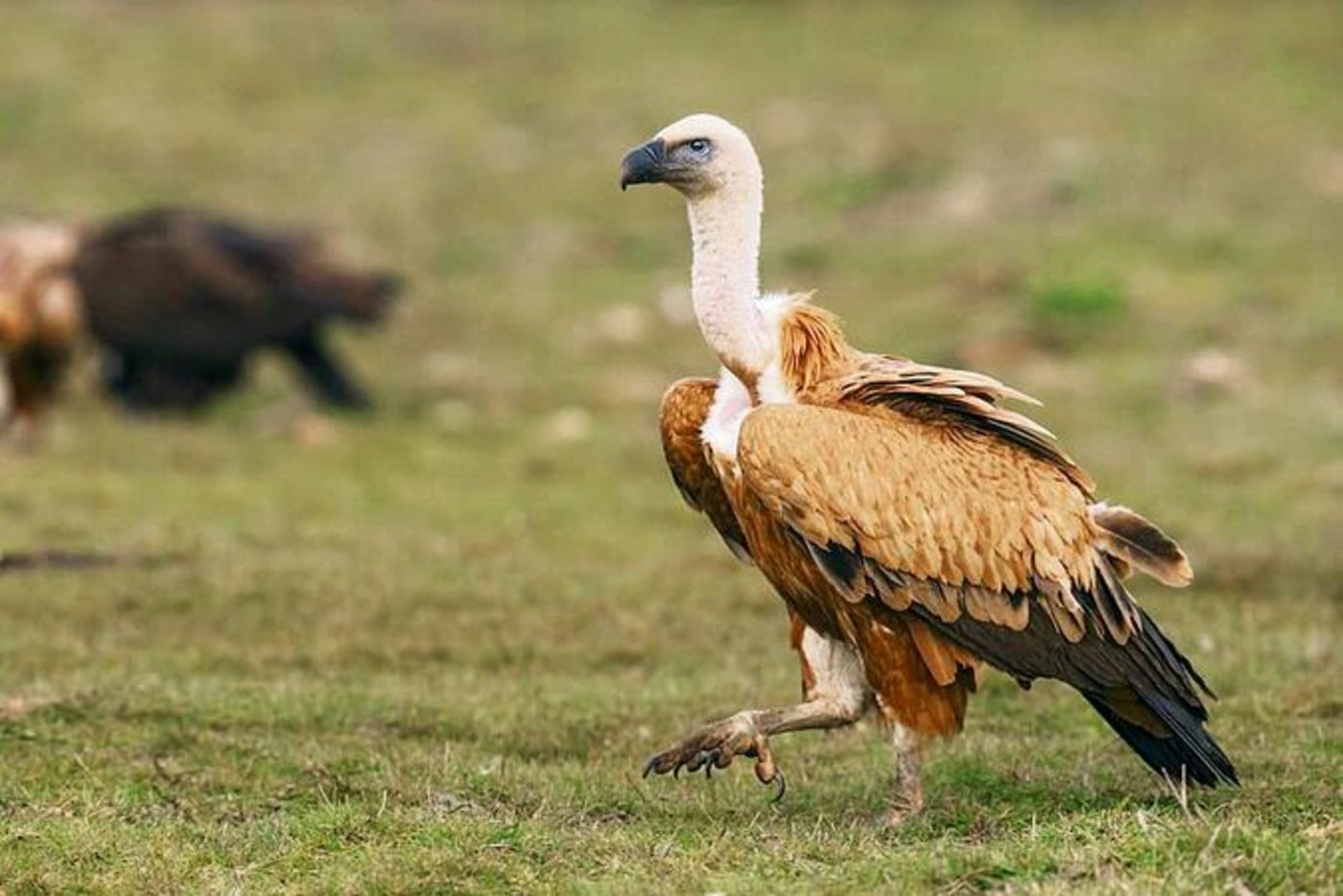 Schnabel, Krallen, Federkleid und Fettdepots – Gänsegeier sind an ein Leben als Aasfresser angepasst.
