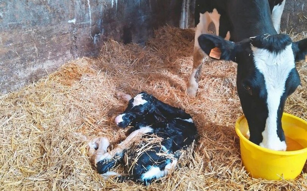 Ein Kalb ist geboren: 65 Milchkühe leben auf dem Betrieb von Lena Junker und ihrem Partner Mathieu.