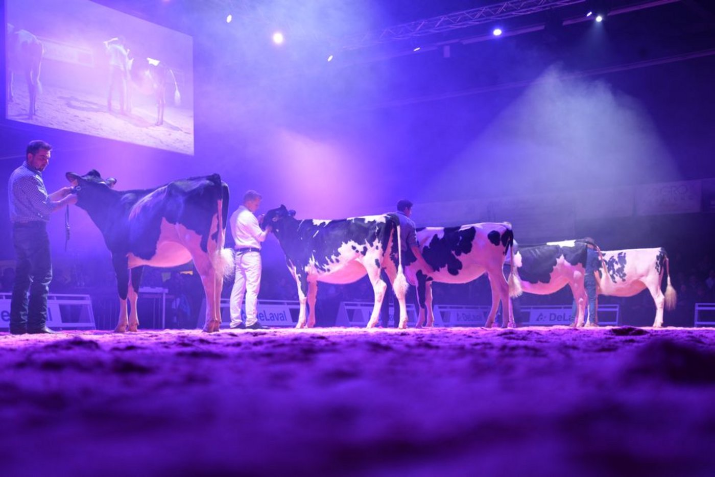 Eine starke Holsteinkategorie im Lichterschein der Junior Expo in Thun. Den Berner Jungzüchtern gelang es, eine grosse Show auf die Beine zu stellen. Damit zogen sie viel Publikum an.  (Bild zVg)