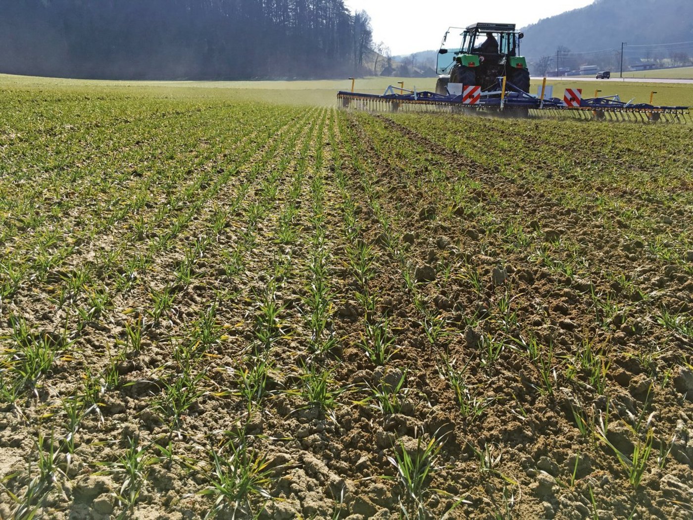 Durch den Striegeleinsatz wird nicht nur Unkraut reguliert, sondern die Bodenoberfläche aufgelockert, wodurch wieder mehr Luft in den Boden gelangt. (Bild Wallierhof)