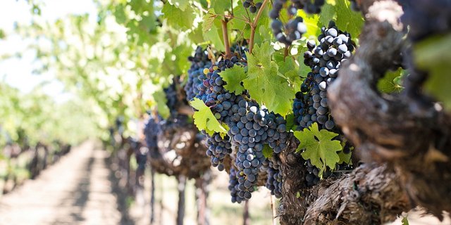 Während die Qualität der Trauben sehr gut ist, kann die Menge nicht ganz mithalten. (Bild pixabay)