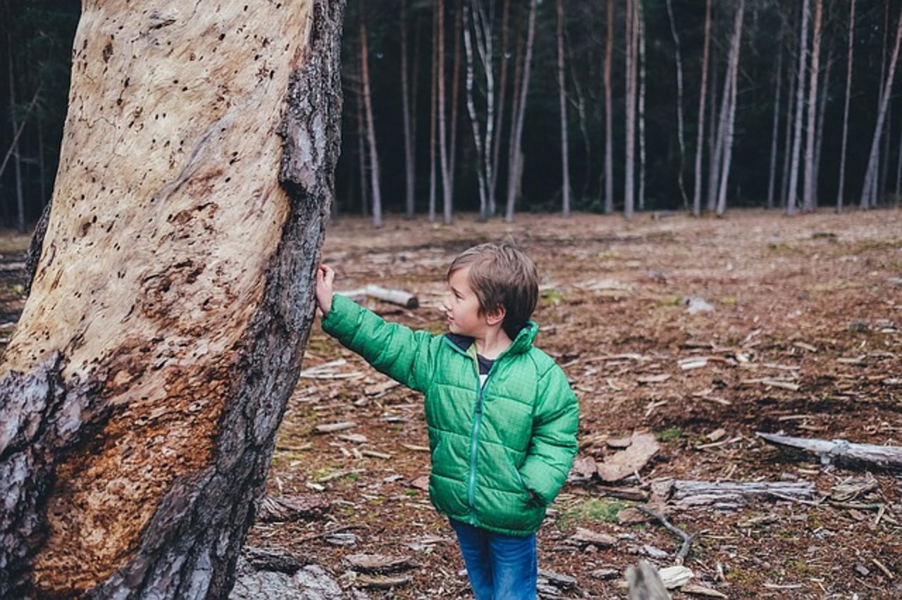 Die Erlebnisse im Wald haben eine bleibende Wirkung bei den Kindern und tragen zur Bildung bei. (Bild pixabay)