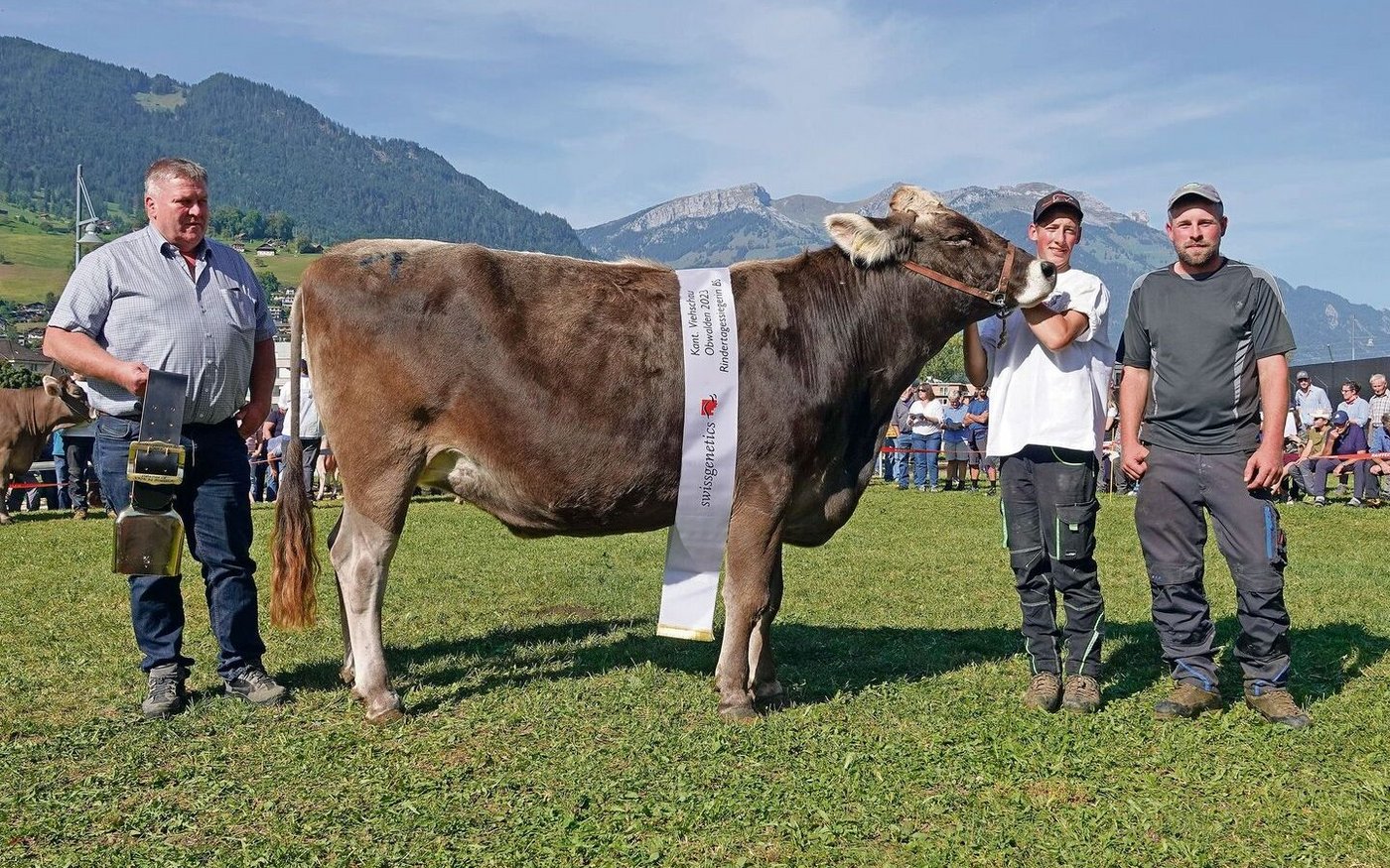 Plattenbach BS Nello Noelia von Aussteller Paul Reinhard aus St. Niklausen wurde Rindermiss bei den Brown Swiss.