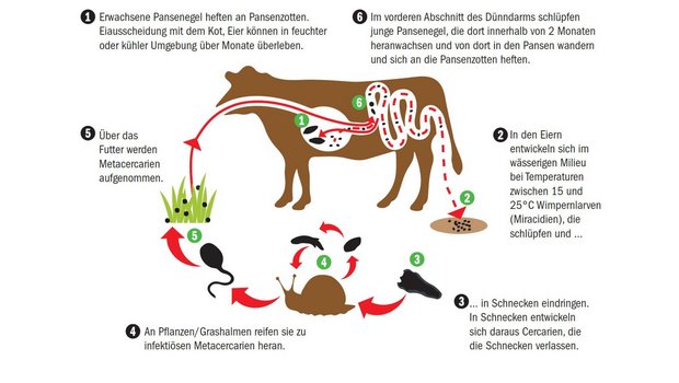 Der Zyklus des Pansenegels. (Quelle vetmedica.de/Grafik Nicole Geiser) 