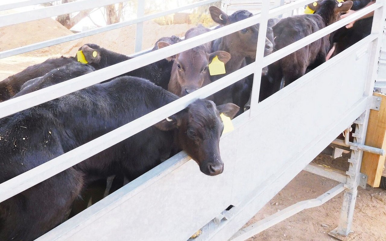 Die letzten Wagyu-Cross-Kälber werden zum Aufzüchter transportiert. Die Nachfrage ist nicht mehr gegeben.