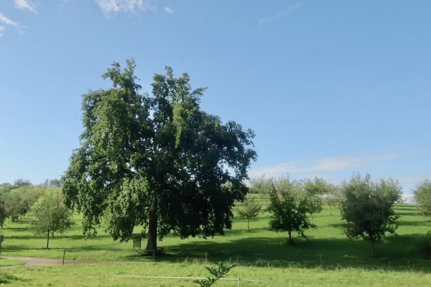 Blick in den Hochstammgarten. Er ist eine Erhaltungssammlung von alten Obstsorten.