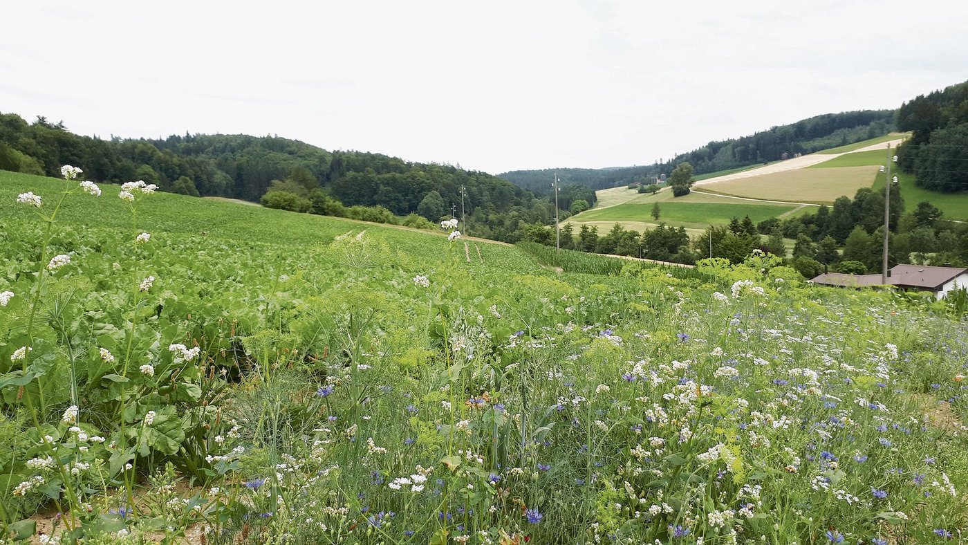 Blühstreifen haben auch in Zuckerrüben ein grosses Potenzial. Aufgrund des Gauchoverbots wird die gezielte Nützlingsförderung unabdingbar.(Bild zVg)