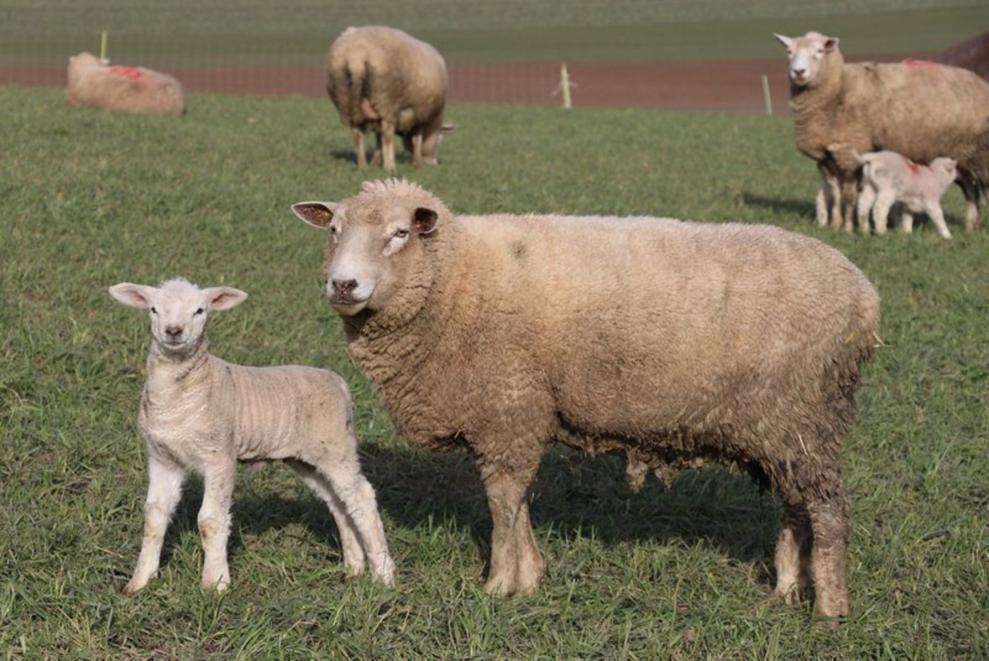 Mutterschaf rammte deutschen Wanderer im Tirol mehrmals. (Symbolbild Pixabay)