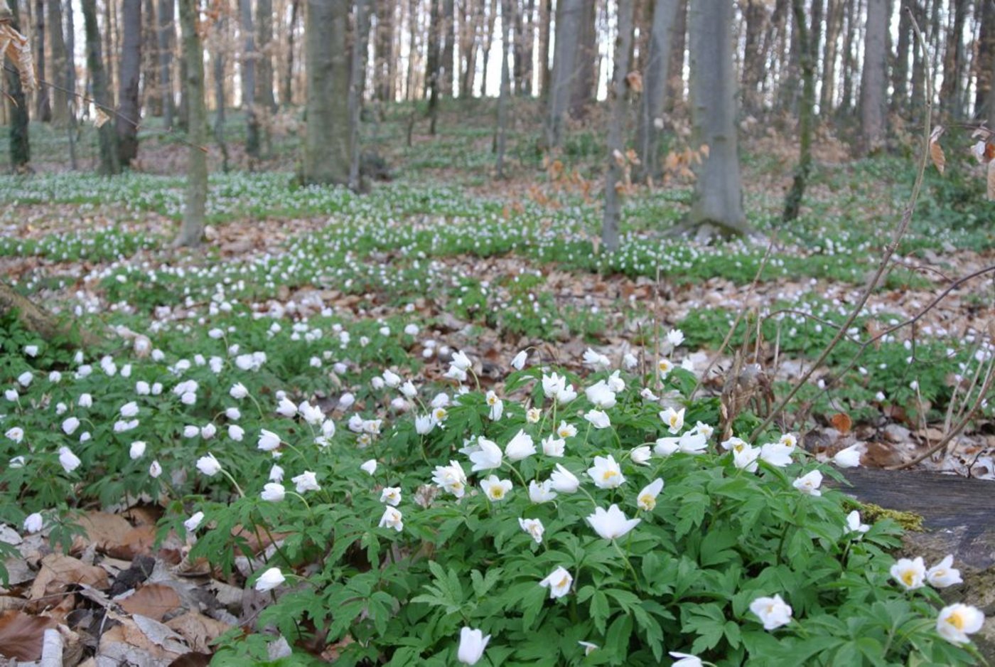 Im Kanton Freiburg wird eine neue Richtplanung über die Wälder erstellt. (Bild: ko)