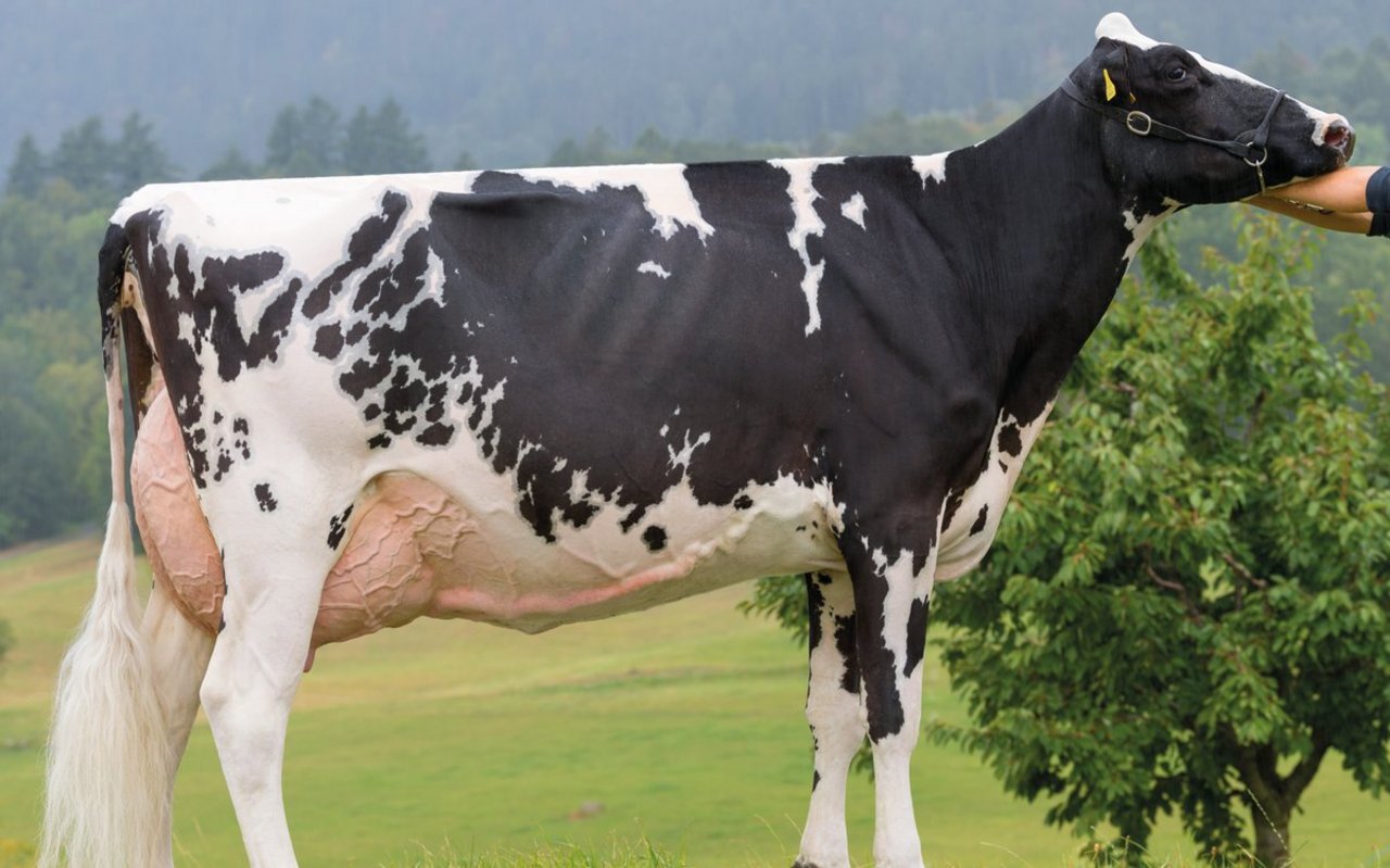 Die Holstein-Kuh Guillet Al DUSKA CH zeichnet sich durch ihren grossen Rahmen, ihr gut aufgehängtes Euter und ihre hohe Milchleistung von über 10 500 kg aus. Bild: Giorgio Soldi