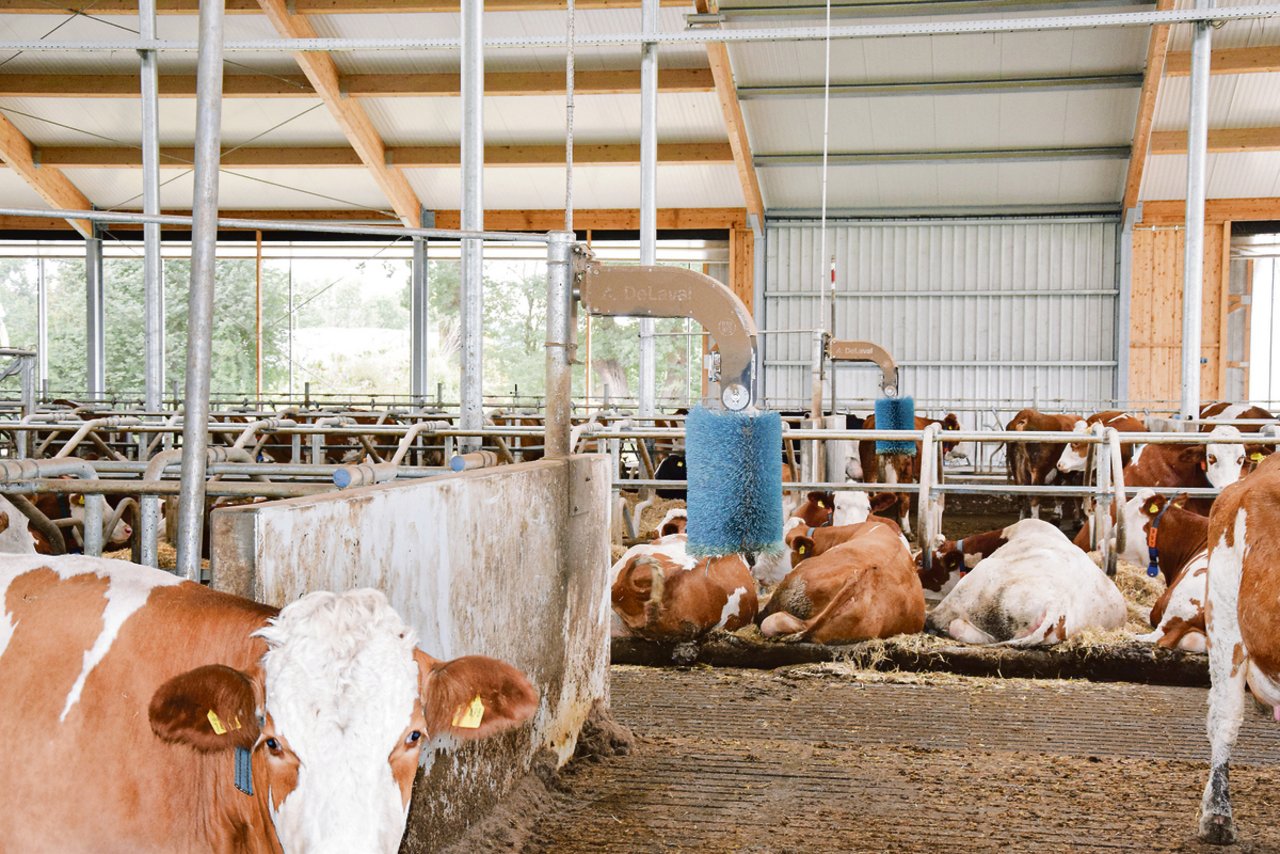 Sie gehört in jeden Laufstall: Die Kuhbürste. Die Kühe und Rinder lieben sie und kratzen sich oft und gerne daran.(Bild Peter Fankhauser)