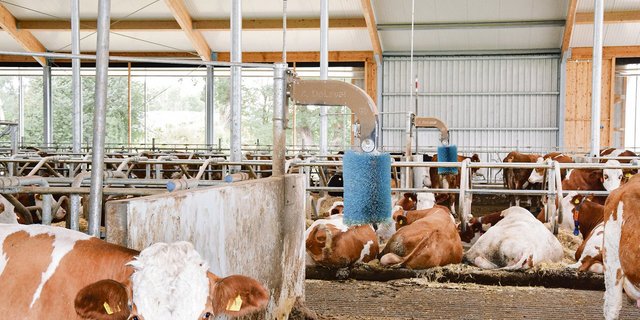 Sie gehört in jeden Laufstall: Die Kuhbürste. Die Kühe und Rinder lieben sie und kratzen sich oft und gerne daran.(Bild Peter Fankhauser)