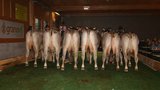 Eine lange Anreise hatte die Nachzuchtgruppe von Indio Dingo von Aussteller Luigi Gmür, Ramosch GR. (Bild: Reto Betschart)