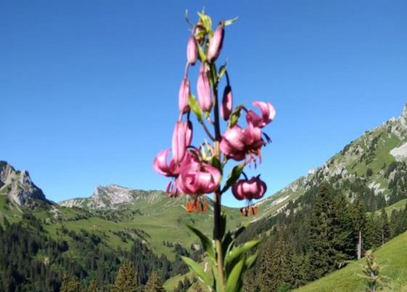 Sogar die geschützte Türkenbundlilie ist nicht sicher vor den Ziegen. (Bild zVg)