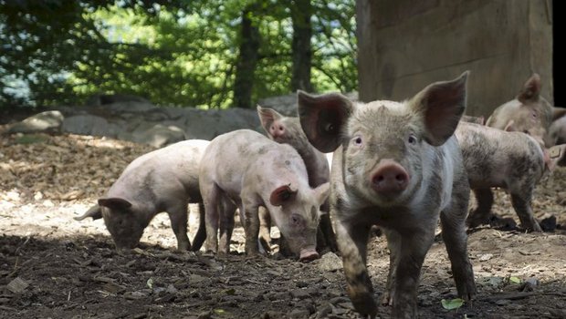 Draussen an der frischen Luft, zufrieden in der Erde wühlen: So stellen sich die Konsumentinnen und Konsumenten ein Schweineleben vor. Im Laden zieht jedoch tiergerecht produziertes Fleisch gegenüber konventionellem Rabatt-Fleisch meist den Kürzeren. (Bild Pixabay)