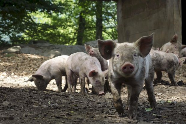 Die Schweizer Labelbewegung am Scheideweg Draussen an der frischen Luft, zufrieden in der Erde wühlen: So stellen sich die Konsumentinnen und Konsumenten ein Schweineleben vor. Im Laden zieht jedoch tiergerecht produziertes Fleisch gegenüber konventionellem Rabatt-Fleisch meist den Kürzeren. (Bild Pixabay)