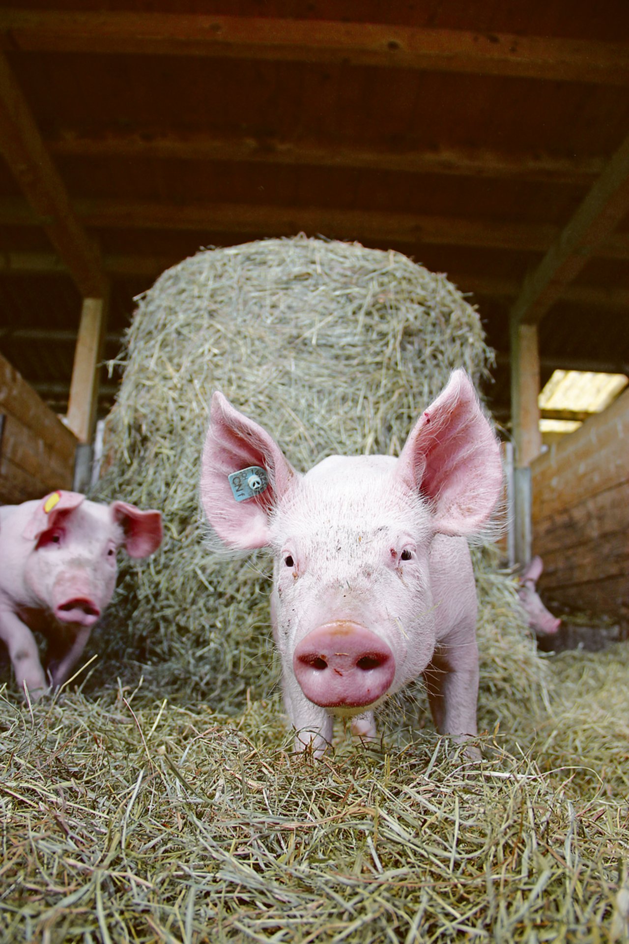 Höhere Anforderungen sorgen für teurere Produktionskosten und einen höheren Preis im Laden – wie bei diesen CNf-Schweinen. Weil der Absatz stockt, haben die Bauern nichts davon. (Bild sha)