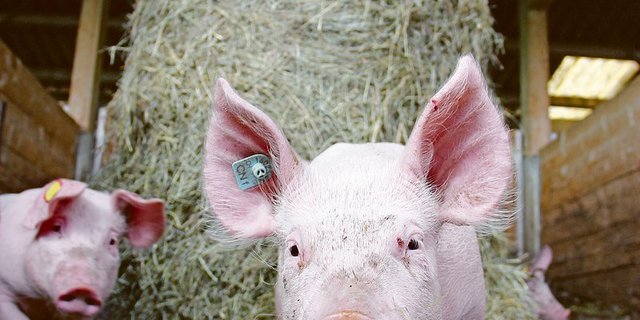 Höhere Anforderungen sorgen für teurere Produktionskosten und einen höheren Preis im Laden – wie bei diesen CNf-Schweinen. Weil der Absatz stockt, haben die Bauern nichts davon. (Bild sha)