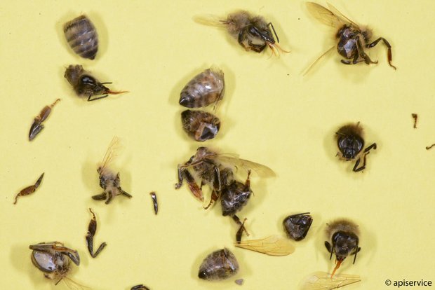Bienen aktiv unterstützen und vor dem Mähtod retten In Mähaufbereiter werden Bienen regelrecht zerstückelt. Daher wird empfohlen, auf solche Geräte zu verzichten oder sie nur bei geringem Bienenflug einzusetzen. (Bild Apisuisse)