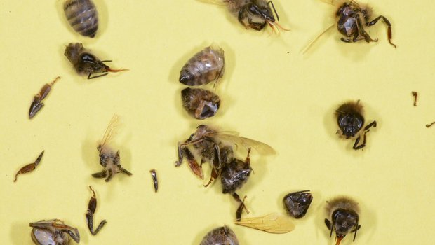 In Mähaufbereiter werden Bienen regelrecht zerstückelt. Daher wird empfohlen, auf solche Geräte zu verzichten oder sie nur bei geringem Bienenflug einzusetzen. (Bild Apisuisse)