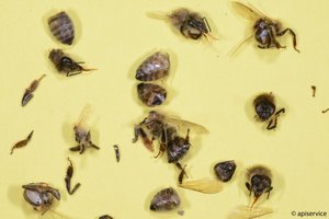 In Mähaufbereiter werden Bienen regelrecht zerstückelt. Daher wird empfohlen, auf solche Geräte zu verzichten oder sie nur bei geringem Bienenflug einzusetzen. (Bild Apisuisse)