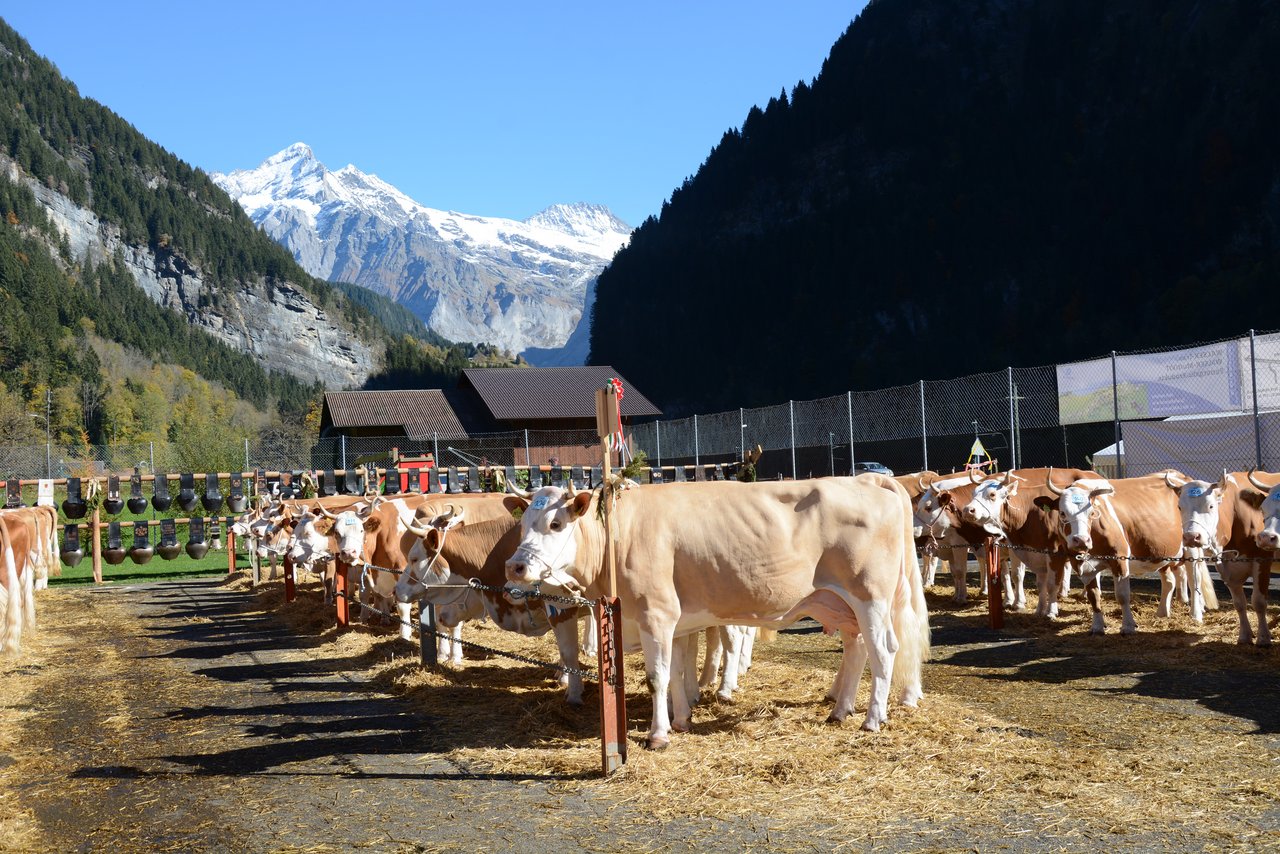 Viehschauen und Ausstellungen sind beliebt und brauchen für deren Durchführung finanzielle Mittel. (Bild sb)