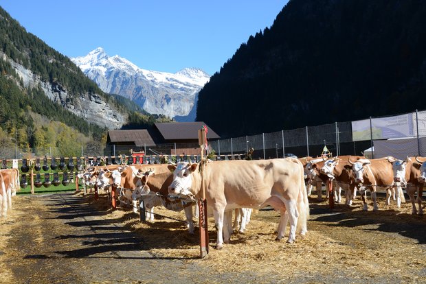 Viehschauen: Aaremilch AG streicht das Sponsoring Viehschauen und Ausstellungen sind beliebt und brauchen für deren Durchführung finanzielle Mittel. (Bild sb)