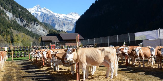 Viehschauen und Ausstellungen sind beliebt und brauchen für deren Durchführung finanzielle Mittel. (Bild sb)