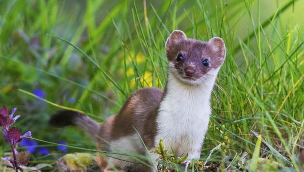 Der Hermelin ist eine Marderart und wurde nun von der Naturschutzorganisation Pro Natura zum Tier des Jahres gekührt. (Bild Stefan Gerth)